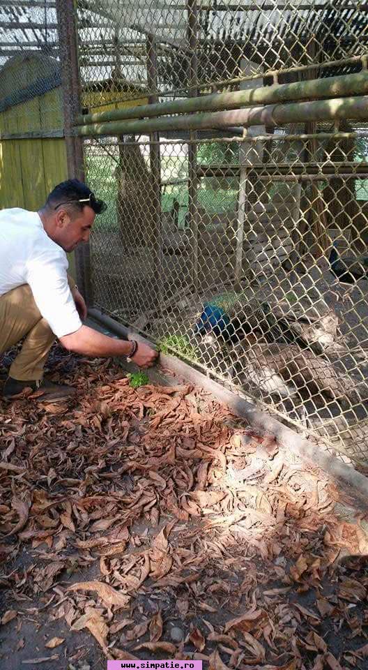 barbati curtea de arges